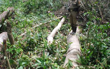 Consider environmental impact in oil roads, pipeline construction – experts