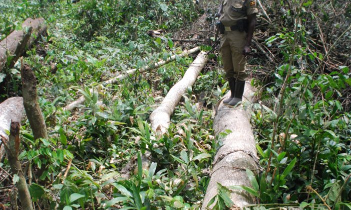 Consider environmental impact in oil roads, pipeline construction - experts