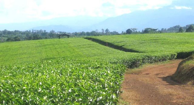 ‘Uganda’s tea industry needs a regulator’