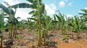 52 Acres Of Milo Land For Sale, Mpigi