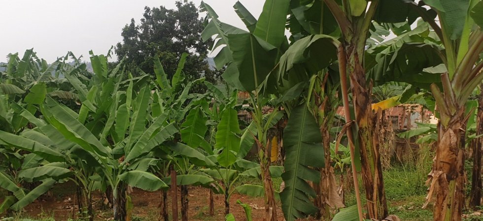plot for sale mulungu munyonyo