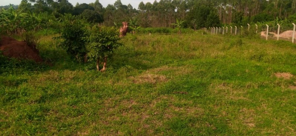 plots for sale gayaza