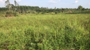 Gayaza Land For Sale